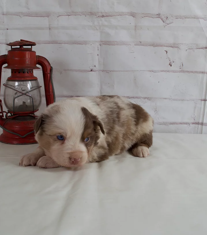 Windy Acres Mini Aussies
